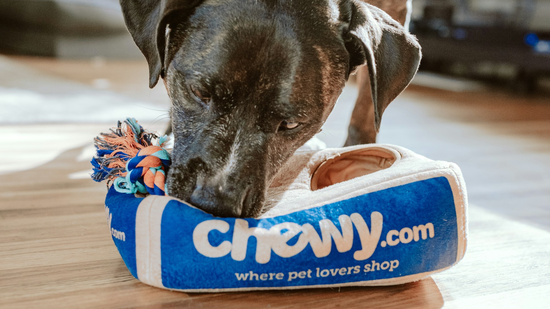 Djurhotell & Pensionat